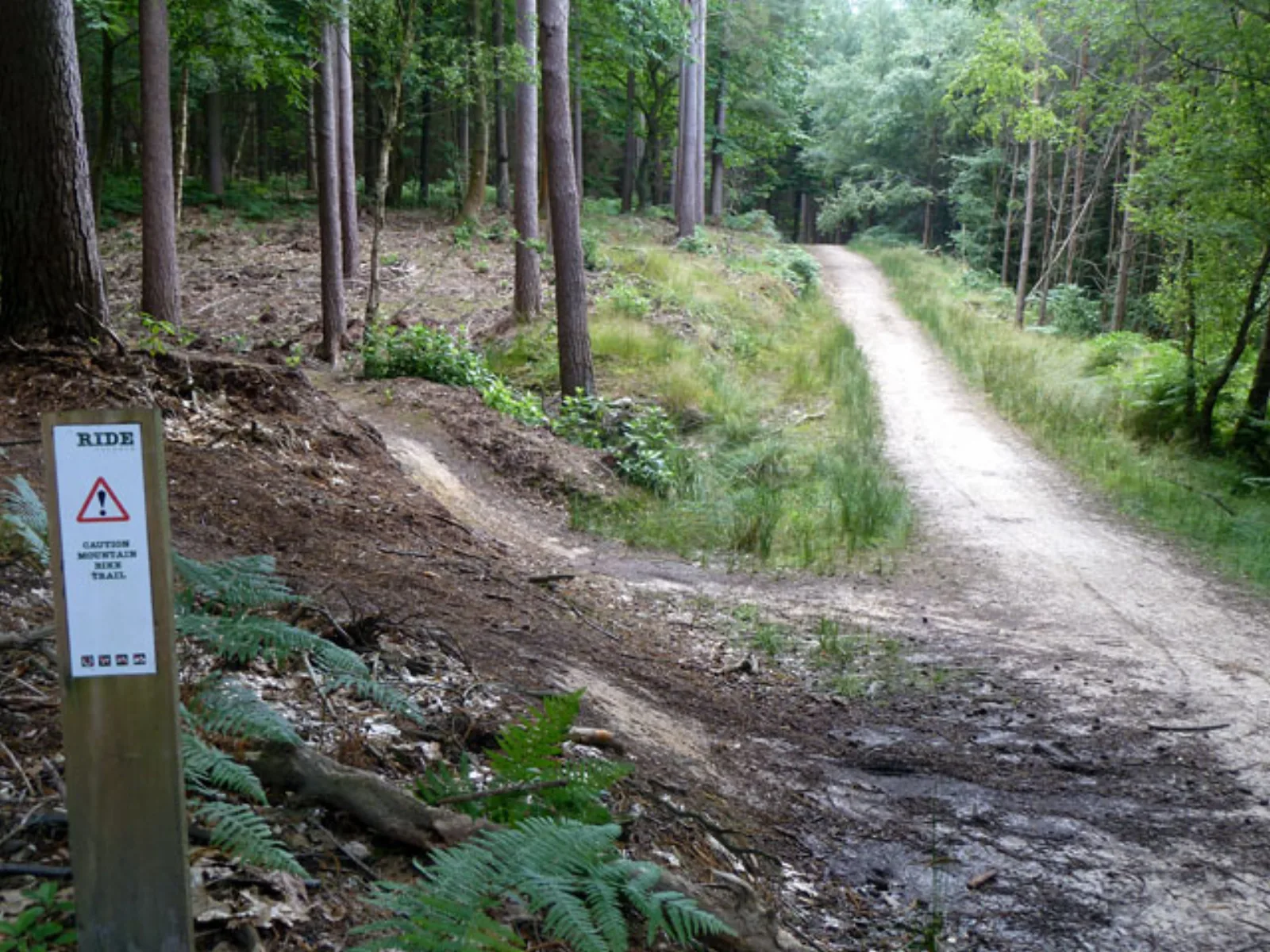 Mountain bike trail winding through forest at the bottom of a descent